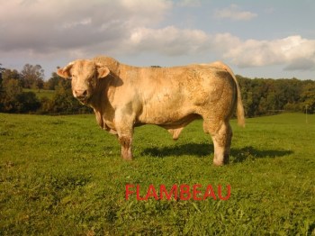FLAMBEAU (2)39
